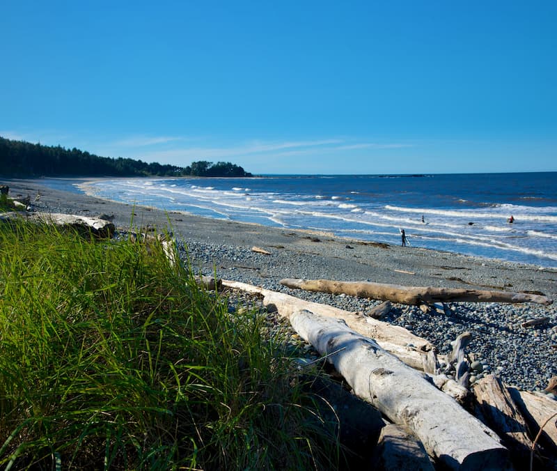 A beach with cut white logs lying around